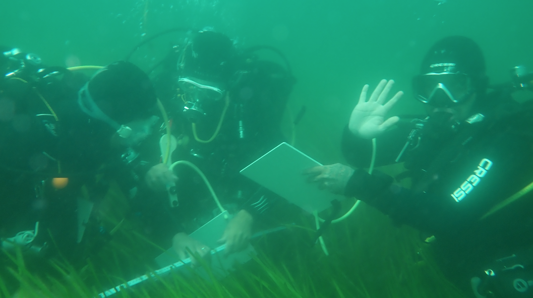 Un webinaire sur l'implication des plongeurs en sciences participatives